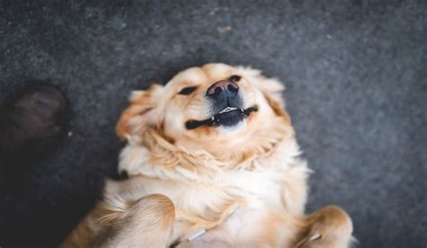 pet waste removal san antonio|Pet Waste Removers .